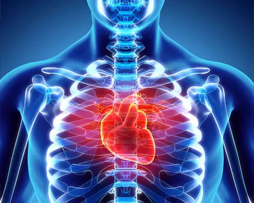 Illustration of a human torso stytlized to look like a blue x-ray with a glowing red heart in the center of the chest.
