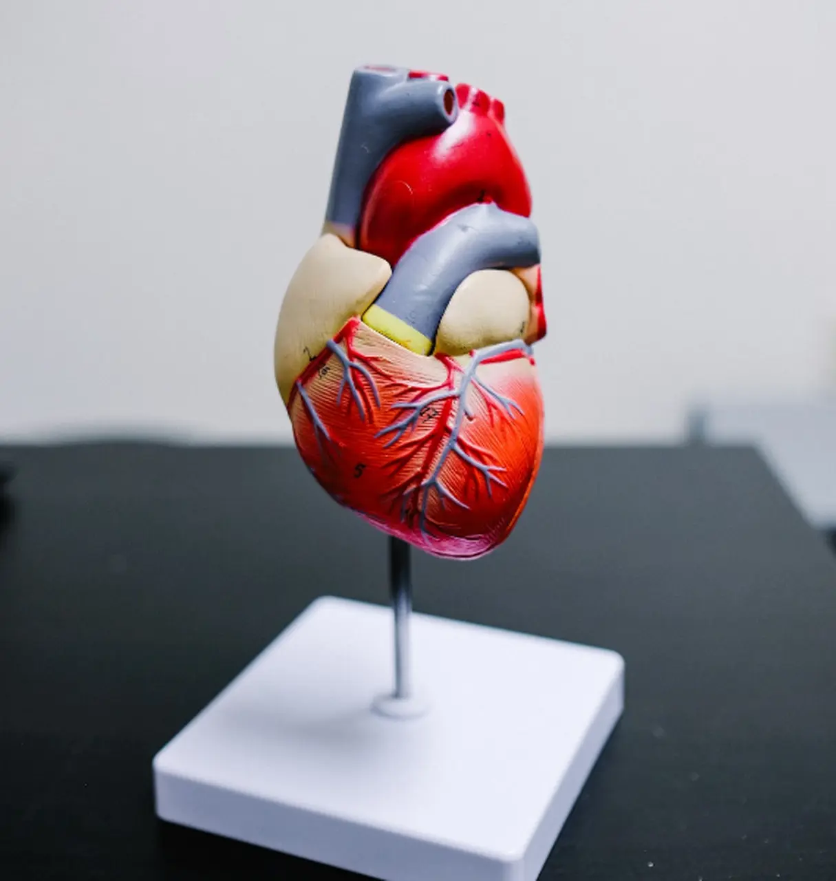 A plastic model of a human heart on a display stand.