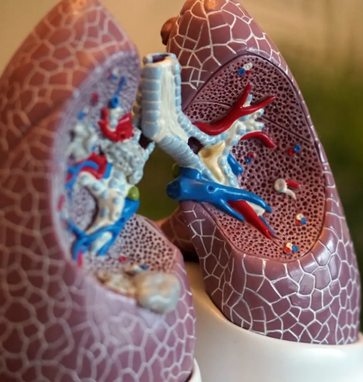 A plastic model of human lungs with the interior revealed to show blood vessels and airways.